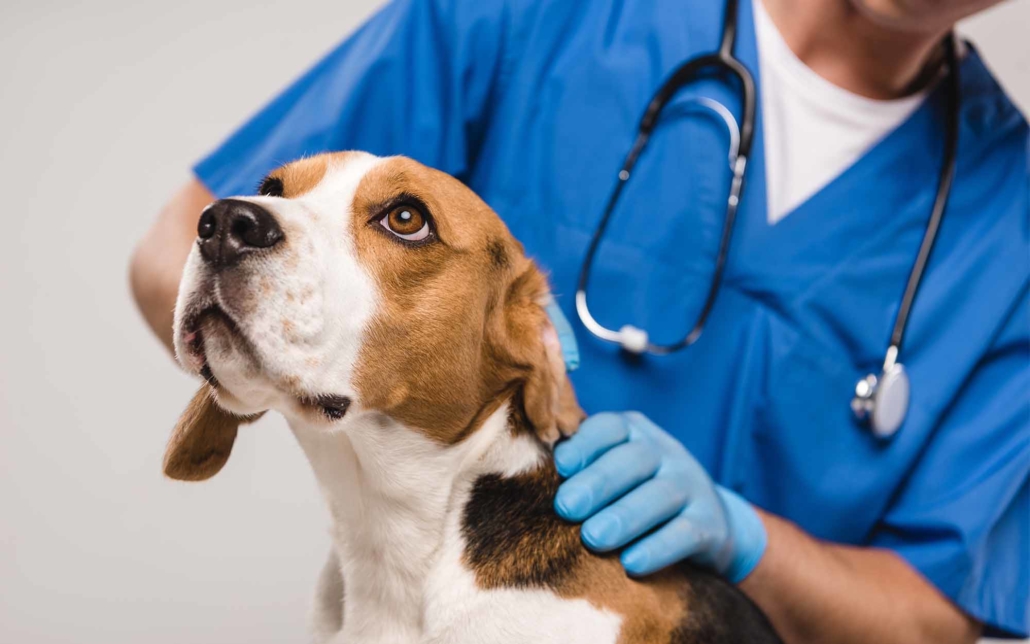 Dog being looked at by a vet