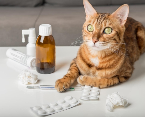 Domestic cat on the table with medicines for colds.